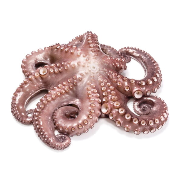 Pulpo Maya 2-4